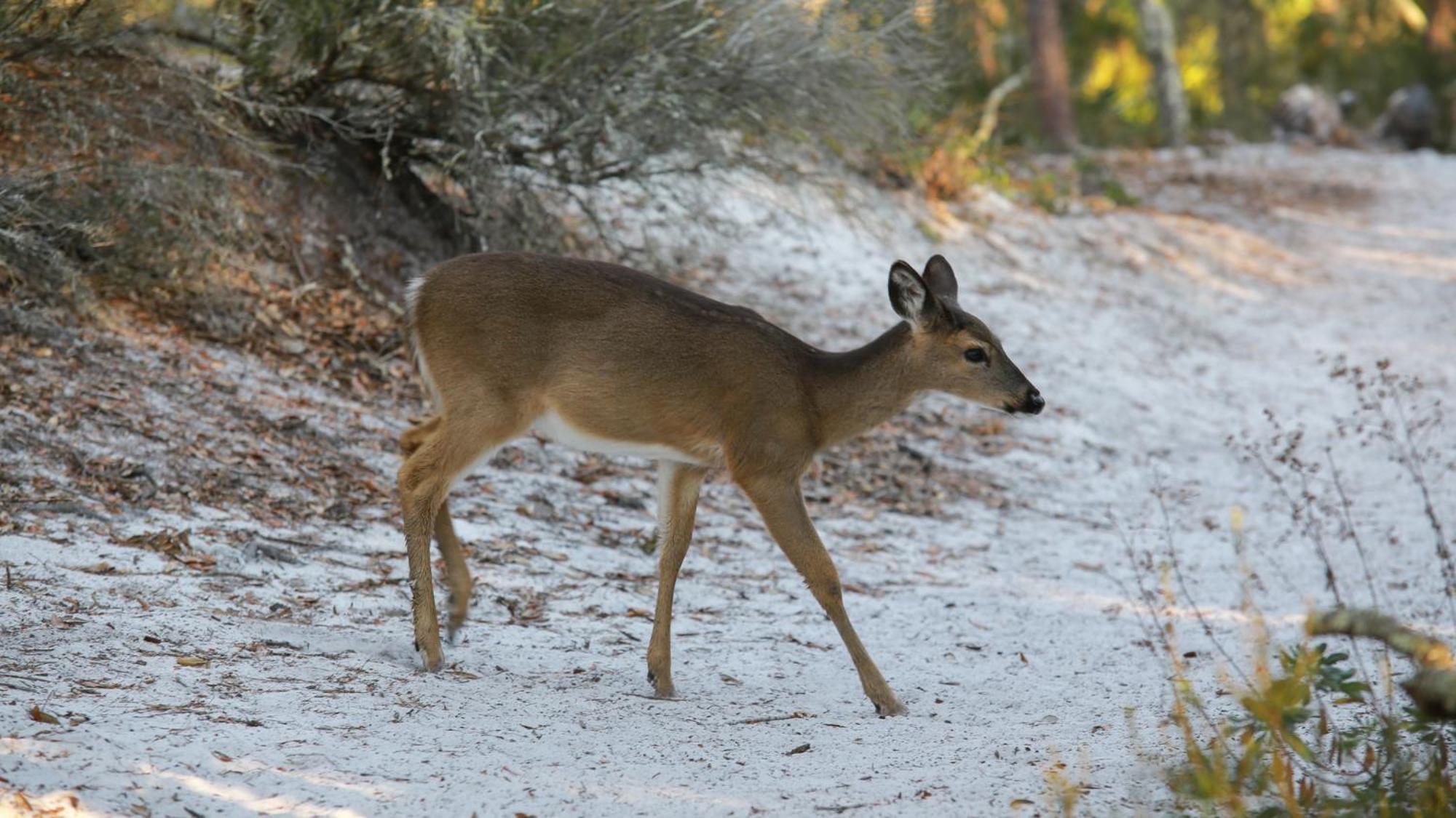 Eastern Shores 211 Santa Rosa Beach Bagian luar foto